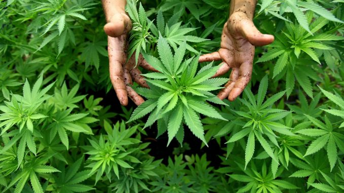 FILE ISRAEL CANNABIS LEGALIZATION USA