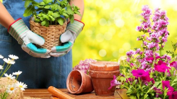 GIARDINAGGIO. GIARDINAGGIO.