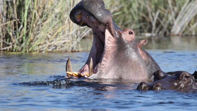 Dove si trovano gli animali più pericolosi del mondo Dove si trovano gli animali più pericolosi del mondo