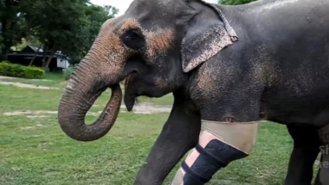 Elefante perde una zampa: torna a camminare di nuovo. Ecco come zampa