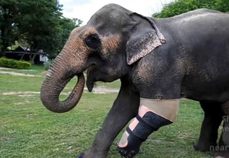 Elefante perde una zampa: torna a camminare di nuovo. Ecco come zampa