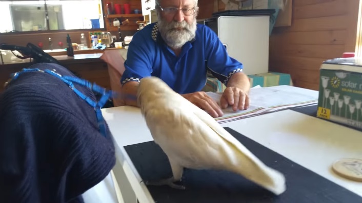 Un cacatua che non vuole di fare due passi e che si fa capire chiaramente cacatua