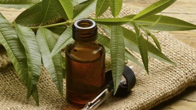 Tea tree oil: cos'è Tea tree oil: cos'è