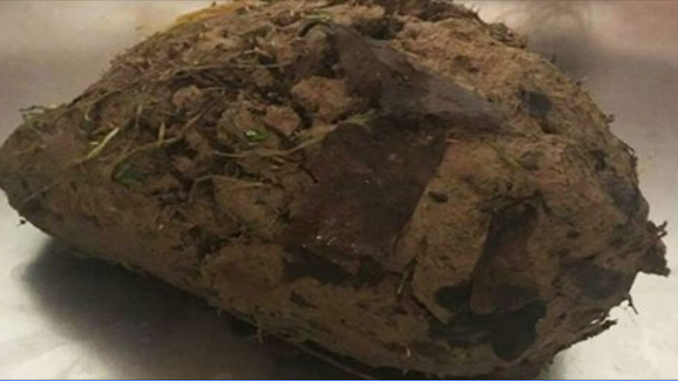 Una zolla di terra molto strana: l'ha aperta e ... una sorpresa shock riccio