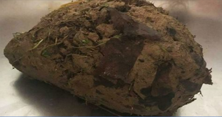 Una zolla di terra molto strana: l'ha aperta e ... una sorpresa shock riccio
