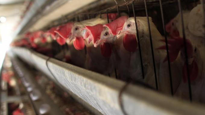 L'ONG Animal Equality ha appena pubblicato un video di denuncia volto a spiegare quale sia il vero prezzo delle uova. Cosa c'è dietro quanto compriamo?