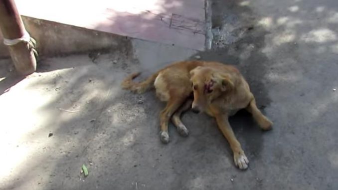 Goldie0