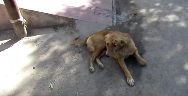 Goldie0