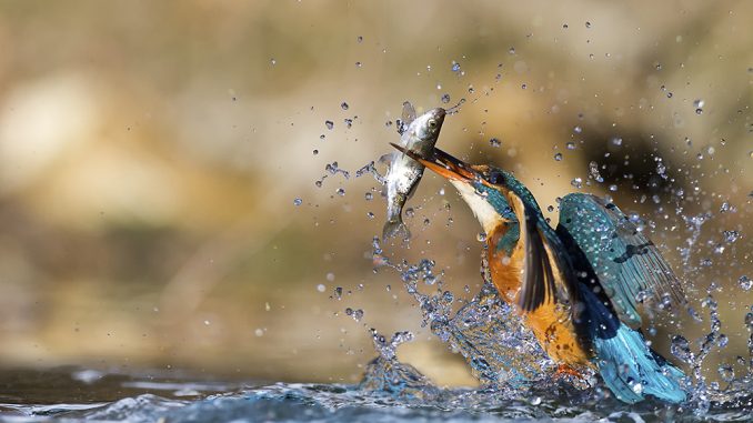 Fotografia naturalistica: cos'è, strumentazione e tecniche per realizzarla Fotografia naturalistica: cos'è, strumentazione e tecniche per realizzarla