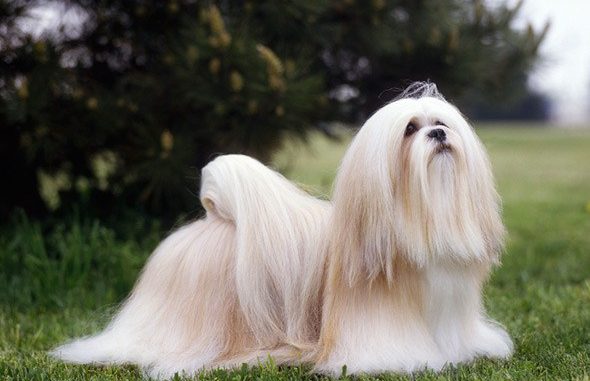Cani a pelo lungo: guida a come lavarli correttamente Cani a pelo lungo: guida a come lavarli correttamente