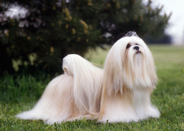 Cani a pelo lungo: guida a come lavarli correttamente Cani a pelo lungo: guida a come lavarli correttamente