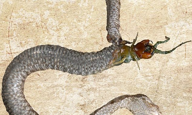 Isola dei serpenti: migliaia di serpenti uccisi dal loro stesso pasto serpenti