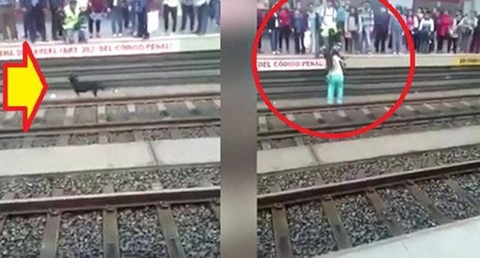 Cane viene salvato dalle rotaie all'ultimo secondo Cane viene salvato dalle rotaie all'ultimo secondo
