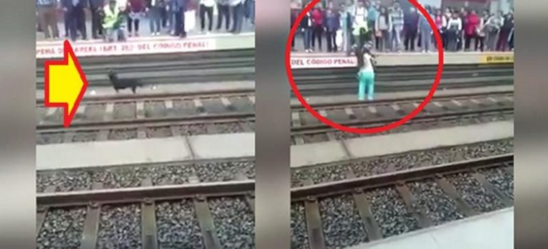 Cane viene salvato dalle rotaie all'ultimo secondo Cane viene salvato dalle rotaie all'ultimo secondo