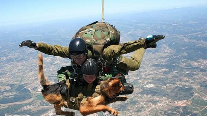 11 cani militari eroi ricevono una medaglia al coraggio 11 cani militari eroi ricevono una medaglia al coraggio