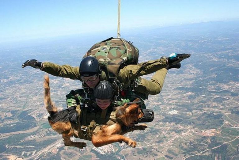 11 cani militari eroi ricevono una medaglia al coraggio 11 cani militari eroi ricevono una medaglia al coraggio