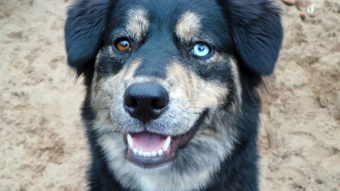 Cane trascorre 18 mesi in canile. Nessuno lo vuole per colpa della sua rara condizione Cane trascorre 18 mesi in canile. Nessuno lo vuole per colpa della sua rara condizione