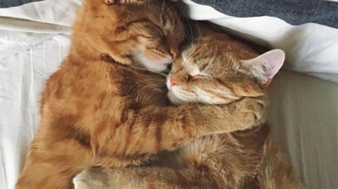 Due gatti vengono salvati insieme da una brutta sorte e diventano inseparabili Due gatti vengono salvati insieme da una brutta sorte e diventano inseparabili