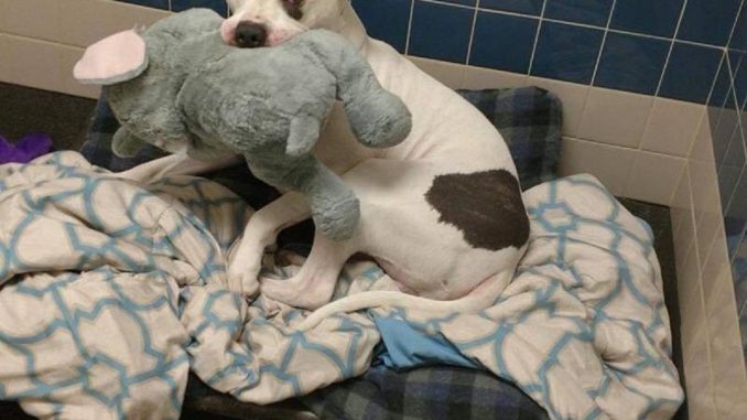 Amicizia cane e elefante: si trasferiscono in una nuova casa Amicizia cane e elefante: si trasferiscono in una nuova casa
