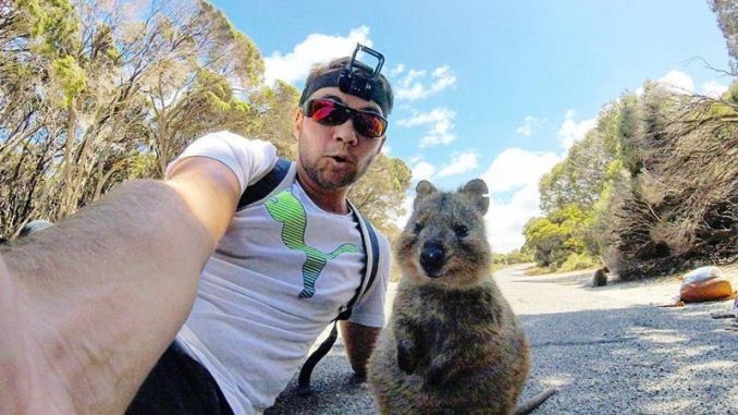 Quokka sono gli animali più felici al mondo: vogliono solo essere abbracciati Quokka sono gli animali più felici al mondo: vogliono solo essere abbracciati