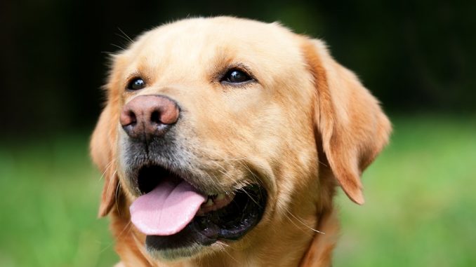 Cane aspetta invano un mese la famiglia sul pontile Cane aspetta invano un mese la famiglia sul pontile