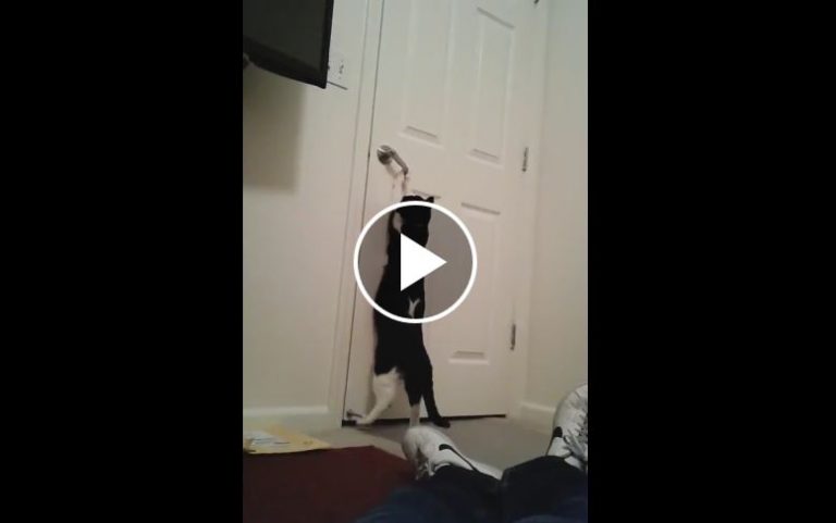 gatto apre la porta