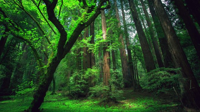 legno foresta amazzonica legno foresta amazzonica