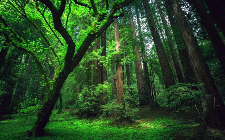legno foresta amazzonica legno foresta amazzonica