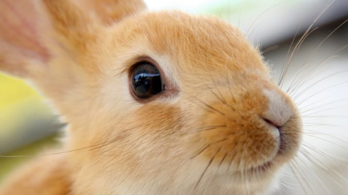 Animal Equality ha appena annunciato un avvenimento storico: il Parlamento Europeo è dalla parte dei conigli! Voto storico che può cambiare molte cose.