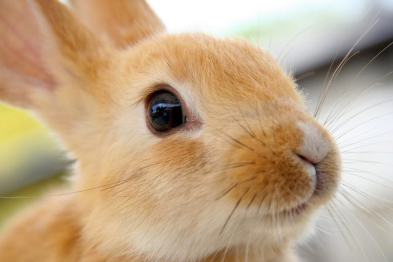 Animal Equality ha appena annunciato un avvenimento storico: il Parlamento Europeo è dalla parte dei conigli! Voto storico che può cambiare molte cose.
