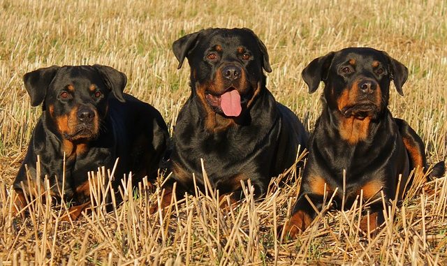 ROTTWEILER. ROTTWEILER.