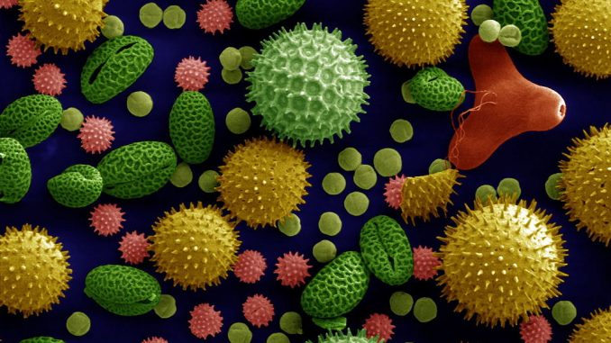 1024px-Misc_pollen_colorized