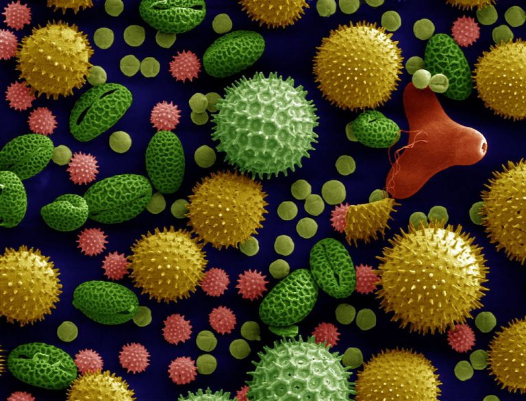 1024px-Misc_pollen_colorized
