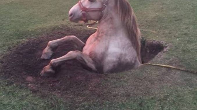 Contadino cerca di salvare la sua cavalla parlandole