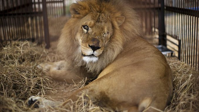Leone attacca domatore durante lo spettacolo al circo leone