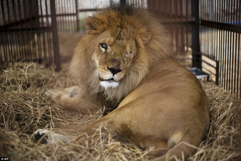 Leone attacca domatore durante lo spettacolo al circo leone