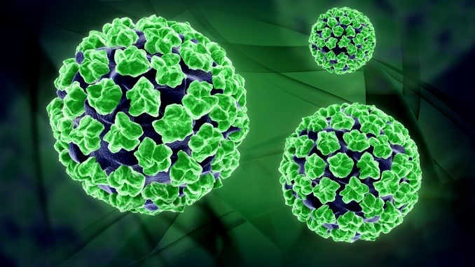 PAPILLOMA VIRUS. PAPILLOMA VIRUS.