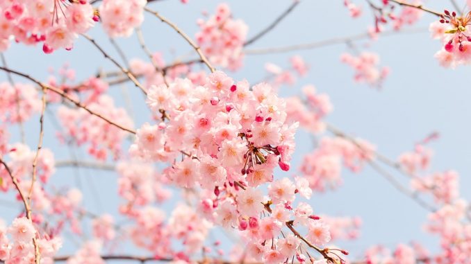 Frasi sulla primavera italiane e inglesi Frasi sulla primavera italiane e inglesi
