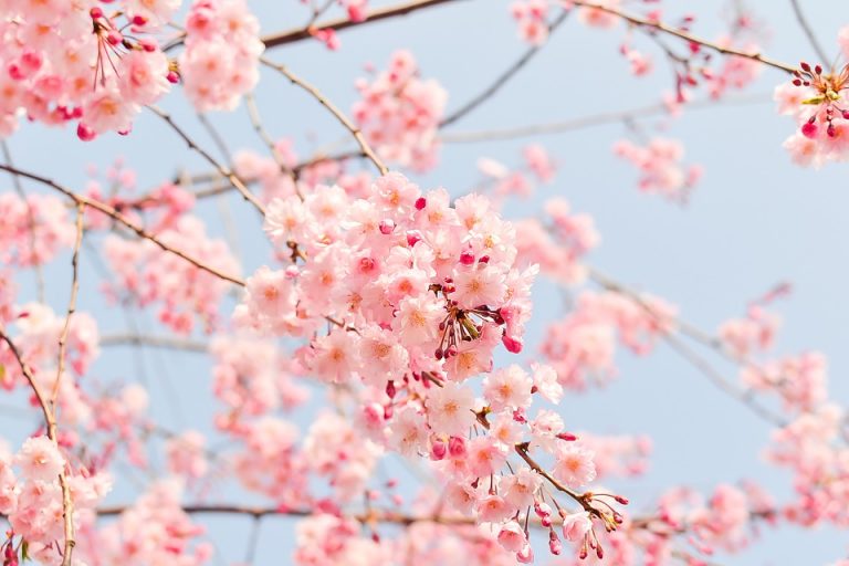 Frasi sulla primavera italiane e inglesi Frasi sulla primavera italiane e inglesi