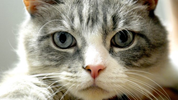 Gatto scappa di casa, prende treno e si addormenta. Le foto gatto