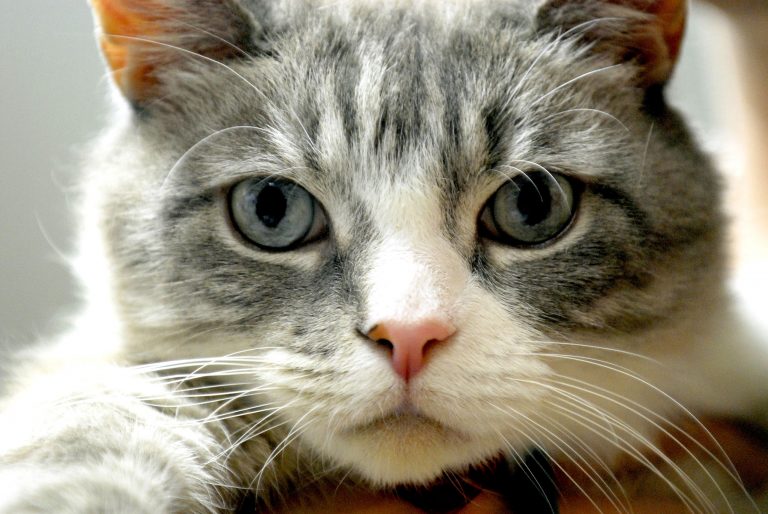 Gatto scappa di casa, prende treno e si addormenta. Le foto gatto