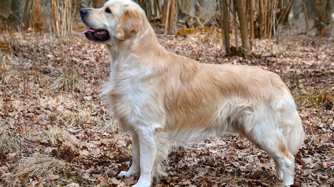 Golden Retriver proteggere i bambini contro le aggressioni Golden Retriever