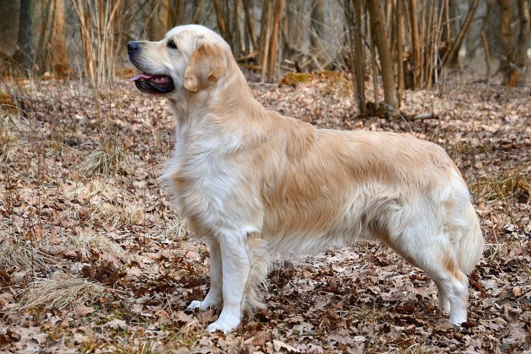 Golden Retriver proteggere i bambini contro le aggressioni Golden Retriever