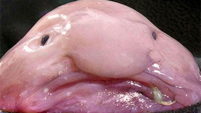 Grotta rumena sigillata per 55 anni piena di specie ignote Grotta rumena sigillata per 55 anni piena di specie ignote