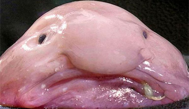 Grotta rumena sigillata per 55 anni piena di specie ignote Grotta rumena sigillata per 55 anni piena di specie ignote