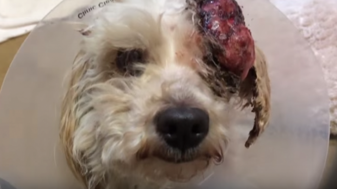 Cane sta per essere abbattuto: animalisti lo salvano Cane sta per essere abbattuto: animalisti lo salvano