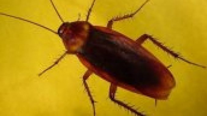 Insetti e scarafaggi come eliminarli con rimedio naturale