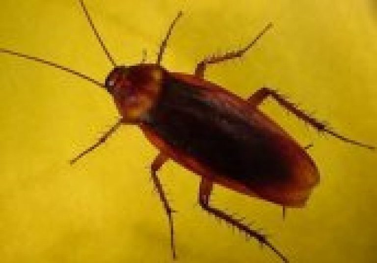 Insetti e scarafaggi come eliminarli con rimedio naturale