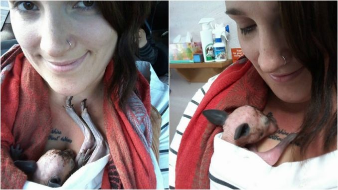 Mamma canguro muore per strada donna adotta il suo cucciolo adotta
