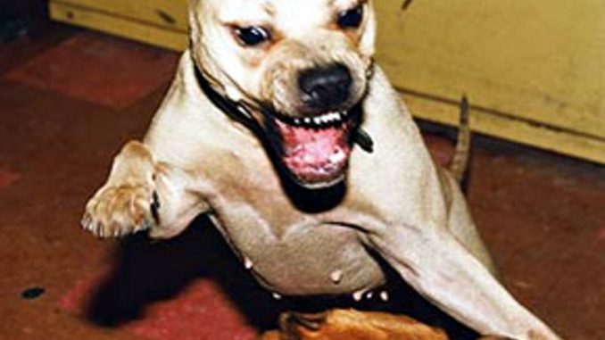 Pitbull usato per lotte clandestine la storia tremenda lotte clandestine